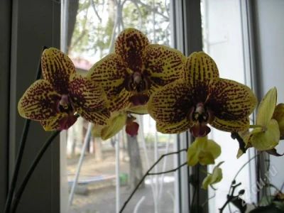 Лот: 2435577. Фото: 1. орхидея фаленопсис (сейчас не... Горшечные растения и комнатные цветы
