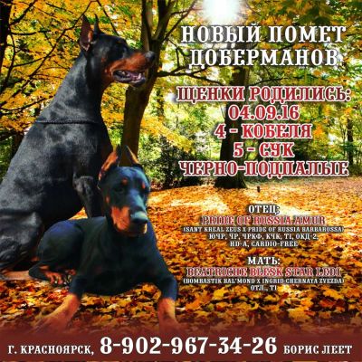 Лот: 8364402. Фото: 1. Щенки Добермана. Собаки, щенки