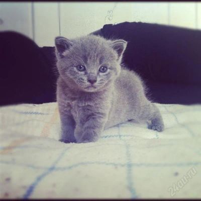 Лот: 1823731. Фото: 1. Британские котята. Кошки, котята