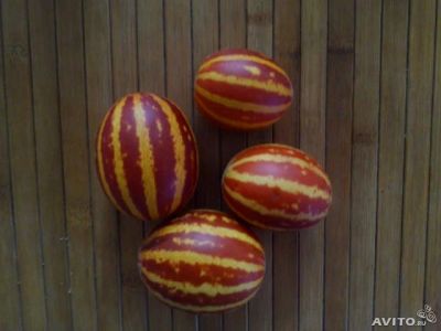 Лот: 6582143. Фото: 1. дынька Тигровая. Другое (растения и животные)