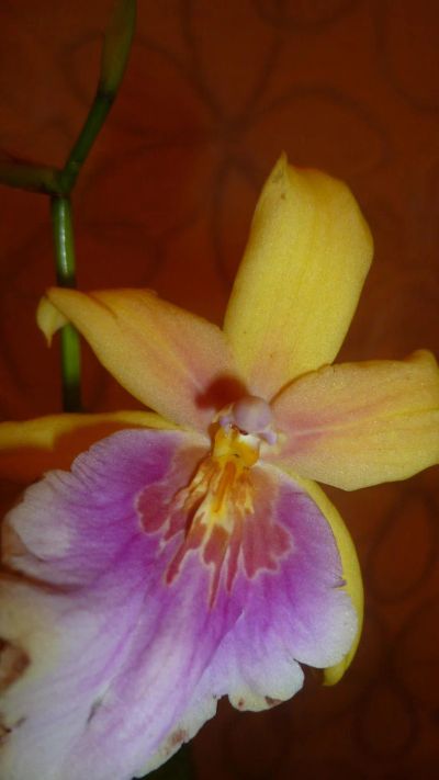Лот: 6448213. Фото: 1. орхидея мильтониопсис (отцветает... Горшечные растения и комнатные цветы