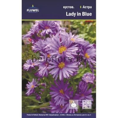 Лот: 15925575. Фото: 1. Астра Lady in Blue, Многолетняя... Садовые цветы