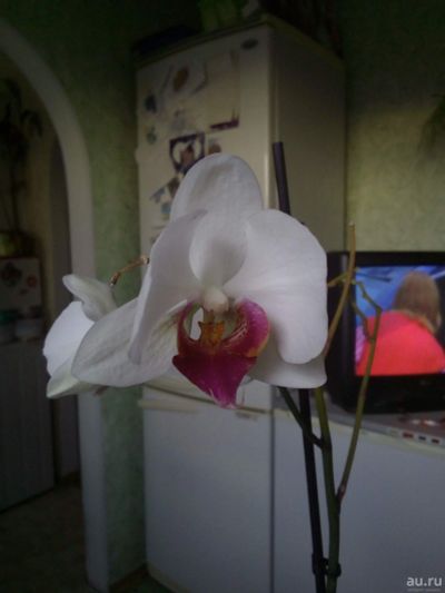 Лот: 10042478. Фото: 1. Орхидея фаленопсис, отцвела. Горшечные растения и комнатные цветы