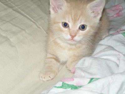Лот: 4190493. Фото: 1. Шотландский прямоухий КОТАН (партийная... Кошки, котята