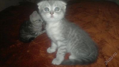 Лот: 2798860. Фото: 1. Котята шотландские 2 мес. Кошки, котята