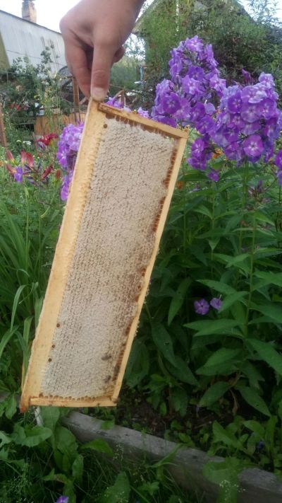 Лот: 16535824. Фото: 1. Рамка меда в сотах. Мёд, продукты пчеловодства
