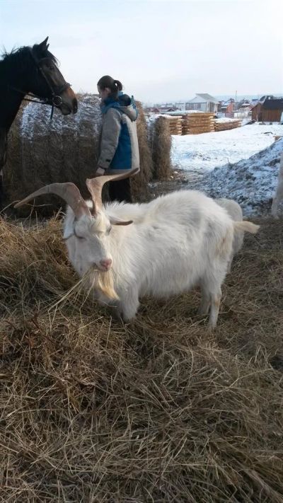 Лот: 3792154. Фото: 1. Козел полукровный зааненский. Остальные животные