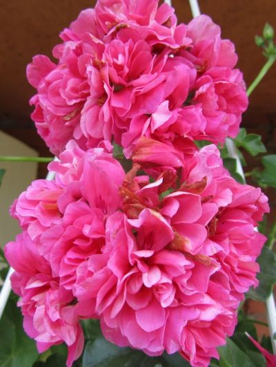 Лот: 17517965. Фото: 1. Пеларгония плющелистная Pink Gay... Горшечные растения и комнатные цветы