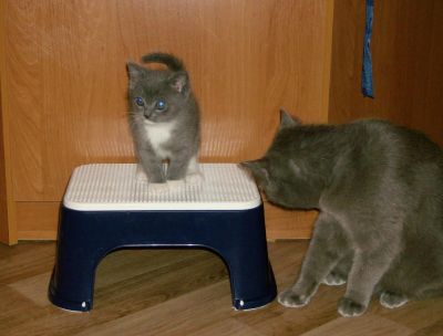 Лот: 4805520. Фото: 1. котенок. Кошки, котята