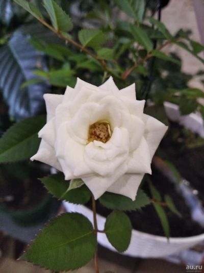Лот: 17710151. Фото: 1. Роза белая. Горшечные растения и комнатные цветы