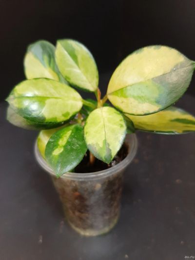 Лот: 18267612. Фото: 1. Хойя___Hoya australis "Lisa". Горшечные растения и комнатные цветы