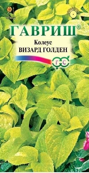 Лот: 11025138. Фото: 1. Колеус Визард Голден 5 шт.* Элитная... Садовые цветы