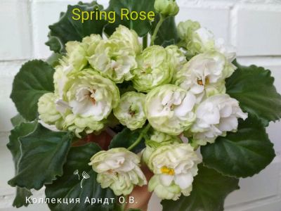 Лот: 14647635. Фото: 1. Фиалка Spring Rose, лист. Горшечные растения и комнатные цветы