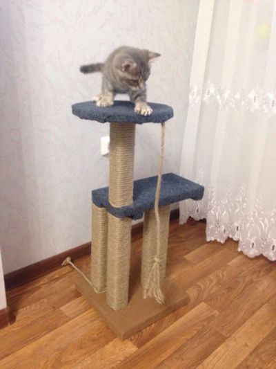 Лот: 7406688. Фото: 1. Когтеточка. Игрушки для животных