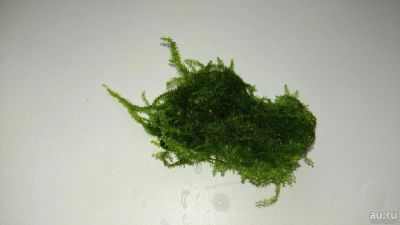 Лот: 7319114. Фото: 1. Мох Баббл. Bubble Moss (Plerogyra... Водные растения