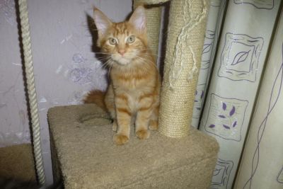 Лот: 4878923. Фото: 1. Мейн-кун мальчик красный / мейн... Кошки, котята