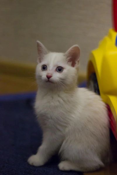 Лот: 4995107. Фото: 1. Маленький котенок даром. Кошки, котята