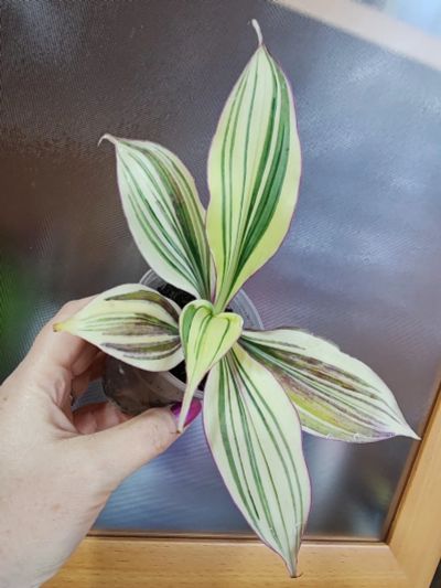 Лот: 21325004. Фото: 1. Кампелия. Горшечные растения и комнатные цветы