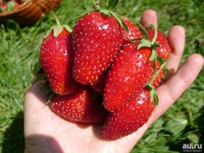 Лот: 8577631. Фото: 1. Земляника Солнечная полянка. Ягоды