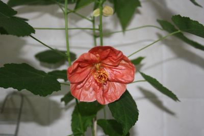 Лот: 4260947. Фото: 1. Абутилон Бэлла красный (зацветает... Горшечные растения и комнатные цветы