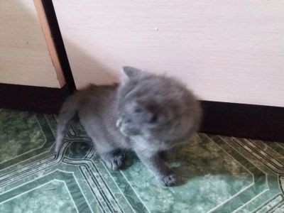 Лот: 3491191. Фото: 1. Котик дымчатый,пушистый. Кошки, котята