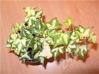 Лот: 338335. Фото: 1. Плющик. Горшечные растения и комнатные цветы
