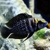 Лот: 16200507. Фото: 1. Альтолампрологус кальвус (Аltolamprologus... Рыбки