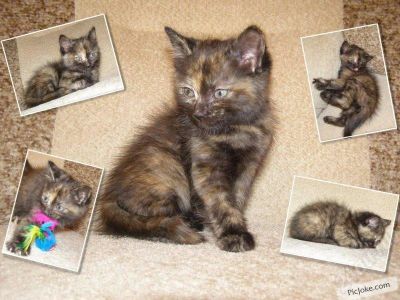 Лот: 456303. Фото: 1. Котенок ищет хозяина!. Остальные животные