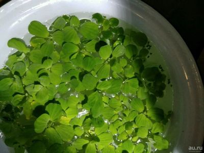 Лот: 13830776. Фото: 1. Целый тазик пистия, ряска, лимнобиум. Водные растения