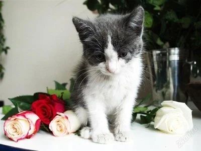 Лот: 2757245. Фото: 1. Милашка-скромняшка ищет любящую... Кошки, котята