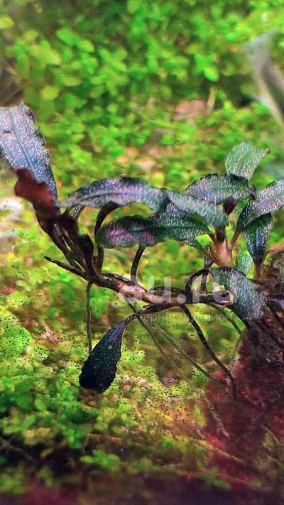 Лот: 19603112. Фото: 1. Bucephalandra West Kalimantan. Водные растения