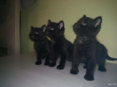 Лот: 8581400. Фото: 1. черные котята отдам. Кошки, котята