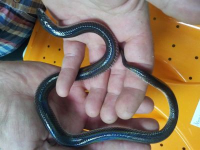 Лот: 2025344. Фото: 1. Лучистая змея (Xenopeltis unicolor... Остальные животные