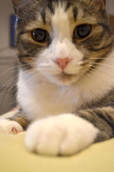 Лот: 4188678. Фото: 1. Котик Тимур. Кошки, котята