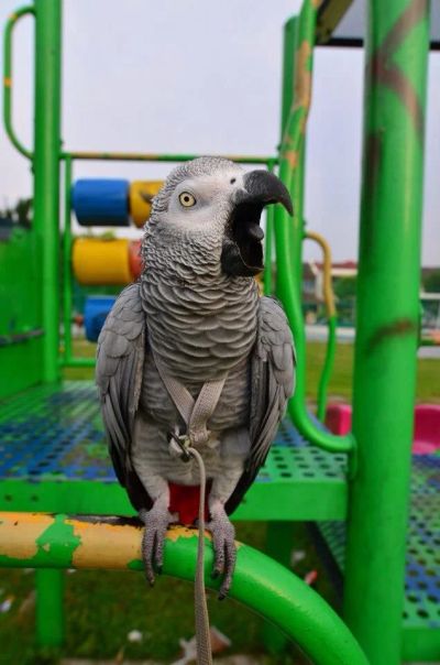 Лот: 5106043. Фото: 1. Шлейка для попугая Жако. Ошейники, одежда, конное снаряжение