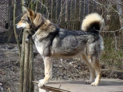 Лот: 12190845. Фото: 1. Щенки Восточно сибирская лайка. Собаки, щенки