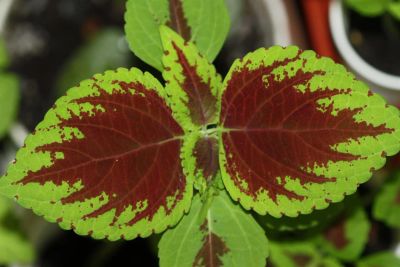 Лот: 3149264. Фото: 1. Колеус (крапивка) 6. Горшечные растения и комнатные цветы