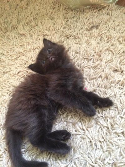 Лот: 8418932. Фото: 1. Котёнок ищет дом. Кошки, котята