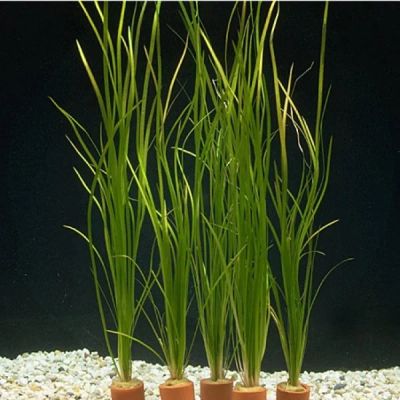 Лот: 3235570. Фото: 1. Валлиснерия (Vallisneria ). Водные растения