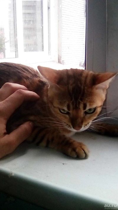 Лот: 13801473. Фото: 1. Бенгальская кошка. Кошки, котята