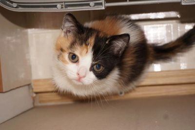 Лот: 6556979. Фото: 1. Шотландская кошечка от родителей-чемпионов... Кошки, котята