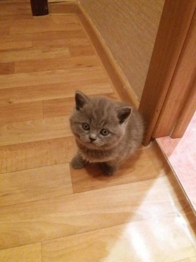 Лот: 10827899. Фото: 1. Кошка маленькая. Шотландской породы... Кошки, котята