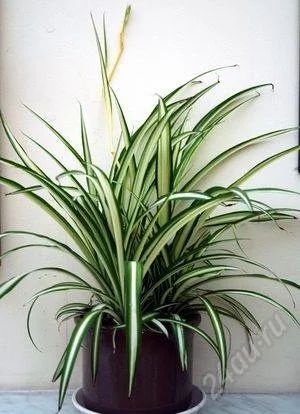 Лот: 133424. Фото: 1. Хлорофитум – Chlorophytum. Горшечные растения и комнатные цветы