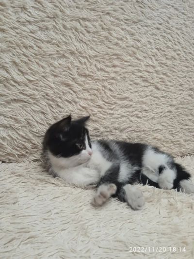 Лот: 19561936. Фото: 1. котенок. Кошки, котята