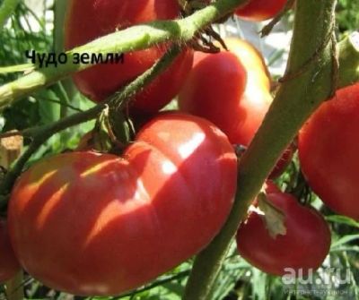 Лот: 18554606. Фото: 1. Томаты (помидоры), семена домашние... Ягоды