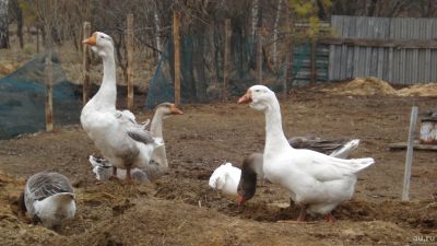 Лот: 13568479. Фото: 1. инкубационное яйцо гусей. Птицы