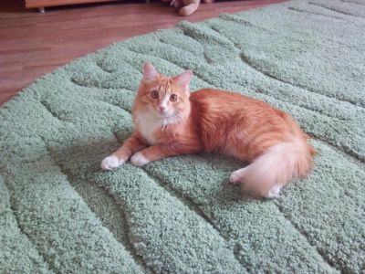 Лот: 6164674. Фото: 1. Рыжий,молодой котик. Кошки, котята