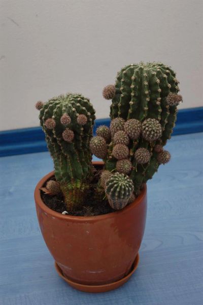 Лот: 3538462. Фото: 1. Кактус суперразмножающийся!=)). Горшечные растения и комнатные цветы