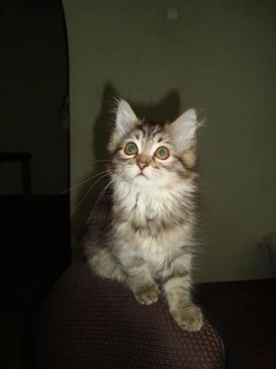 Лот: 4359133. Фото: 1. Кошечка - красавица полосатая... Кошки, котята