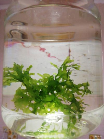 Лот: 14154041. Фото: 1. Ломариопсис линеата (Lomariopsis... Водные растения